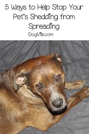 Maybe you would like to learn more about one of these? 5 Ways To Help Stop Your Pet S Shedding From Spreading Pet Shed Pets Dog Allergies