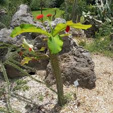 Image result for Euphorbia epicyparissias