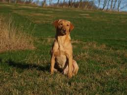 Annoncer med labrador hvalpe på dba. Hvalpe Kennel Neatmoor