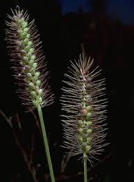 Image result for Setaria incrassata