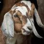 nubian goats from goatjournal.iamcountryside.com