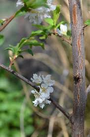 Image result for Rhigozum brevispinosum