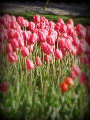 Tulip Time Flower Photos My Secret Garden My Flower