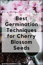 Best Germination Techniques For Sakura Seeds Cherry Blossom Greenhouse Fanatics Fall Vegetables To Plant Germination Seed Germination