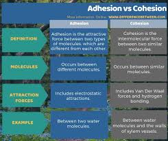 Difference Between Adhesion And Cohesion Compare The Difference Between Similar Terms