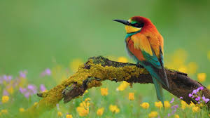 صور طيور جميلة بألوان غريبة روعة