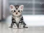 American Shorthair Kittens | American Shorthair Breeders
