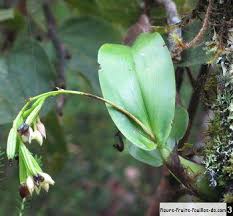 Image result for Polystachya cultriformis