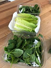 Can you freeze raw spinach? Genious Tip To Keep Lettuce Fresh For Weeks Andrea Dekker