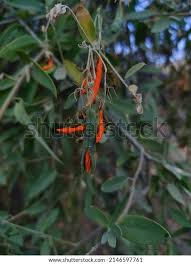 Image result for Cadaba