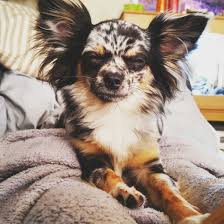 My own views on pedigree dog breeding are more controversial still, so that's okay!) Luna Black Merle Long Haired Chihuahua 8 5 Months Old Blue Merle Chihuahua Puppies Chihuahua Dogs Merle Chihuahua