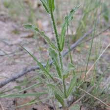Image result for Wahlenbergia erecta