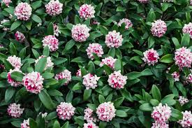 They seem to be doing well, then suddenly, without warning, die. Daphne Shrubs Plant Care And Growing Guide