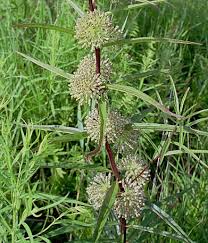 Tall Green Milkweed Asclepias Hirtella Has Been Reported In Al Ar Ga Ia Il In Ks Ky La Mi Mn Mo Ms Oh Ok Tn Wi Asclepias Milkweed Rare Plants