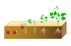 Life Cycle of a Plant, ages 5-9 yrs CKICK 5453 TR01D
