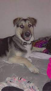 6,656 likes · 20 talking about this. Denver Puppies And Dogs For Adoption Home Facebook