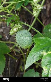 Image result for Cucumis africanus