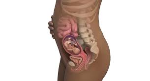 Wie sieht das baby in der 19. Ssw 19 Sie Sind 19 Wochen Schwanger Babycenter