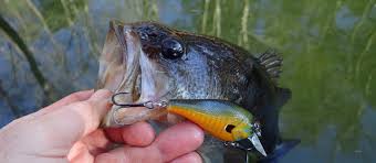 You can't really go wrong with shrimp. What S The Best Bait For Bass In A Pond Try These Five
