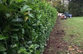 Keep your hedge under control with hedge trimmers at screwfix.ie. Our Services All Year Round Mcgowan Landscapes