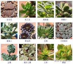 各种肉肉 来自哪来的妖精的图片分享 堆糖 plants succulents green thumb