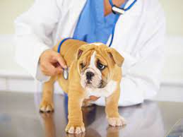 Heart Murmur In Dogs American Kennel Club