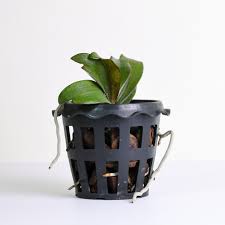 Image result for Aerangis kotschyana