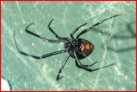 Usually, a black widow spider bite does not produce any tissue necrosis or sloughing of tissue. Northern Black Widow Spider Latrodectus Variolus Plant Pest Diagnostics