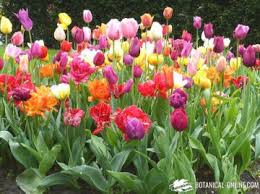 Cultivo Y Cuidados De Los Tulipanes Botanical Online Tulipanes, podrás encontrar información práctica hecha por expertos sobre tulipanes en formato texto, vídeo e imágenes. cultivo y cuidados de los tulipanes