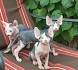 Sphynx Kittens for Sale - Adoptapet
