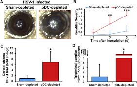 Residents and fellows contest rules | international ophthalmologists contest rules. Characterization Of Resident Corneal Plasmacytoid Dendritic Cells And Their Pivotal Role In Herpes Simplex Keratitis Sciencedirect