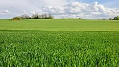 Explore the latest collection of light grey wallpapers, backgrounds for powerpoint, pictures and photos in high resolutions that come in different sizes to fit your desktop perfectly and presentation templates. Green Wikipedia