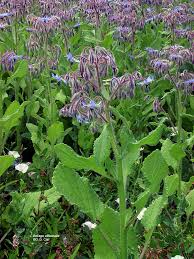 Image result for Borago officinalis