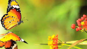 We did not find results for: High Resolution Butterfly Background Hd 1920x1080 Download Hd Wallpaper Wallpapertip