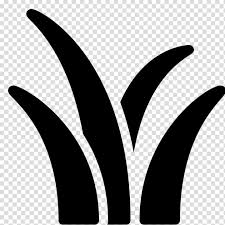 Black And White Beach Clipart Transparent Herbicide Vegetation Oil Field Lawn Leaf Fountain Grass Transparent Background Png Clipart Transparent Background Fountain Grass Herbicide