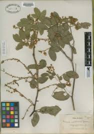 Image result for Tephrosia elata