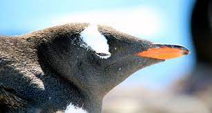 I need to hire a penguin suit for the wedding. Look To Penguins To Track Antarctic Changes Science News