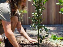 Evergreen fruit trees (most citrus plants) will prosper when planted in the warm soil of spring. 5 Of Easiest Fruit Trees To Grow In Your Garden