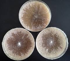 Image result for Pittosporum mildbraedii