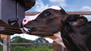 How much milk does a baby calf drink a day? Once A Day Feeding Calf Milk Replacer Dairygold