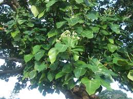 Image result for Hernandia nymphaeifolia