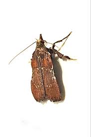 Image result for Nicolasia stenoptera