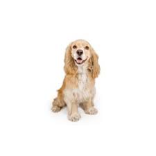 Available puppies at petland eastgate in ohio. Cocker Spaniel Puppies Petland San Antonio
