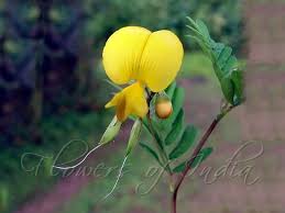 Image result for Smithia erubescens