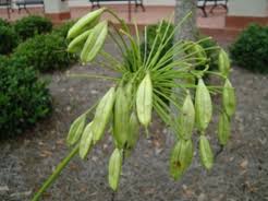 Image result for Agelanthus igneus