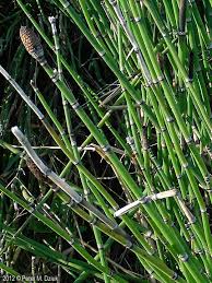 Image result for Hydrothauma manicatum