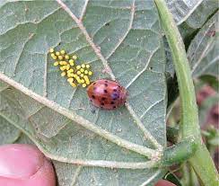 The mexican bean beetle (epilachna varivestis) is a species of lady beetle that can be an agricultural pest. Mexican Bean Beetle Adult Right And Eggs Left On A Snap Bean Leaf Download Scientific Diagram