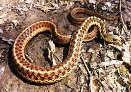 There are only 4 types of venomous snakes in kentucky. Non Venomous Kentucky Snake Identification