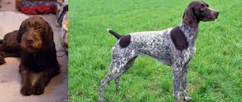 Pups were born 03/14/21 we have 3 males and 5 females.beautiful puppies,ready to go to new homes week we have four male german shorthaired pointer puppies for sale. Pudelpointer Vs German Shorthaired Pointer Breed Comparison