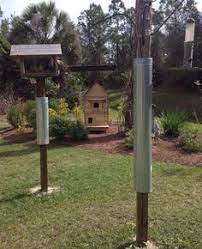 Pin On Bird Ideas